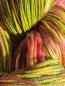 Preview: Handgefärbtes Premium-Garn „Herbstleuchten“ – High Twist von Atelier Zitron